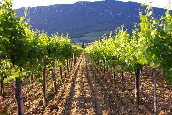 Apartament Thomas Vipava